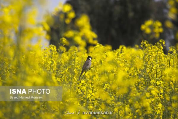 تفاوت قیمت خرید دانه روغنی کلزا بزودی پرداخت می شود