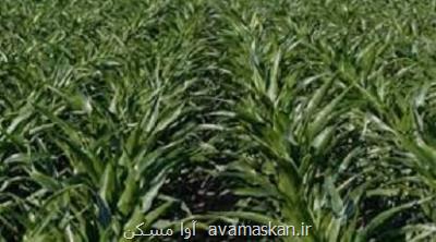 سایه ادامه دار جنگ در تولید غلات اوکراین