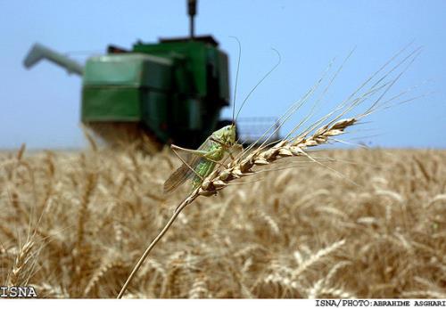 مبارزه شیمیایی در 720 هکتار مزارع گندم و جو مازندران