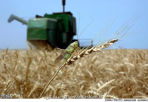 مبارزه شیمیایی در 720 هکتار مزارع گندم و جو مازندران