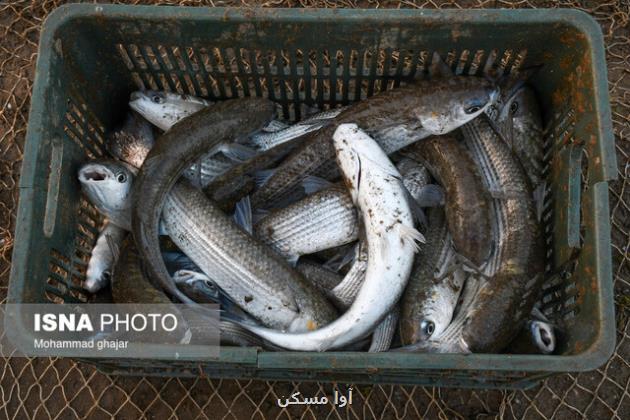 توسعه پرورش خانگی ماهی در گلستان