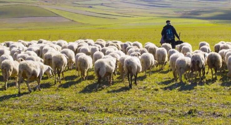 افزایش بهره وری و درآمد عشایر با اجرای طرح تولید قراردادی